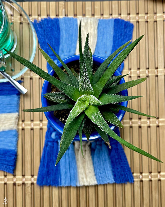 Green succulent plant in a blue pot on a macrame coaster with blue and white cotton rope.