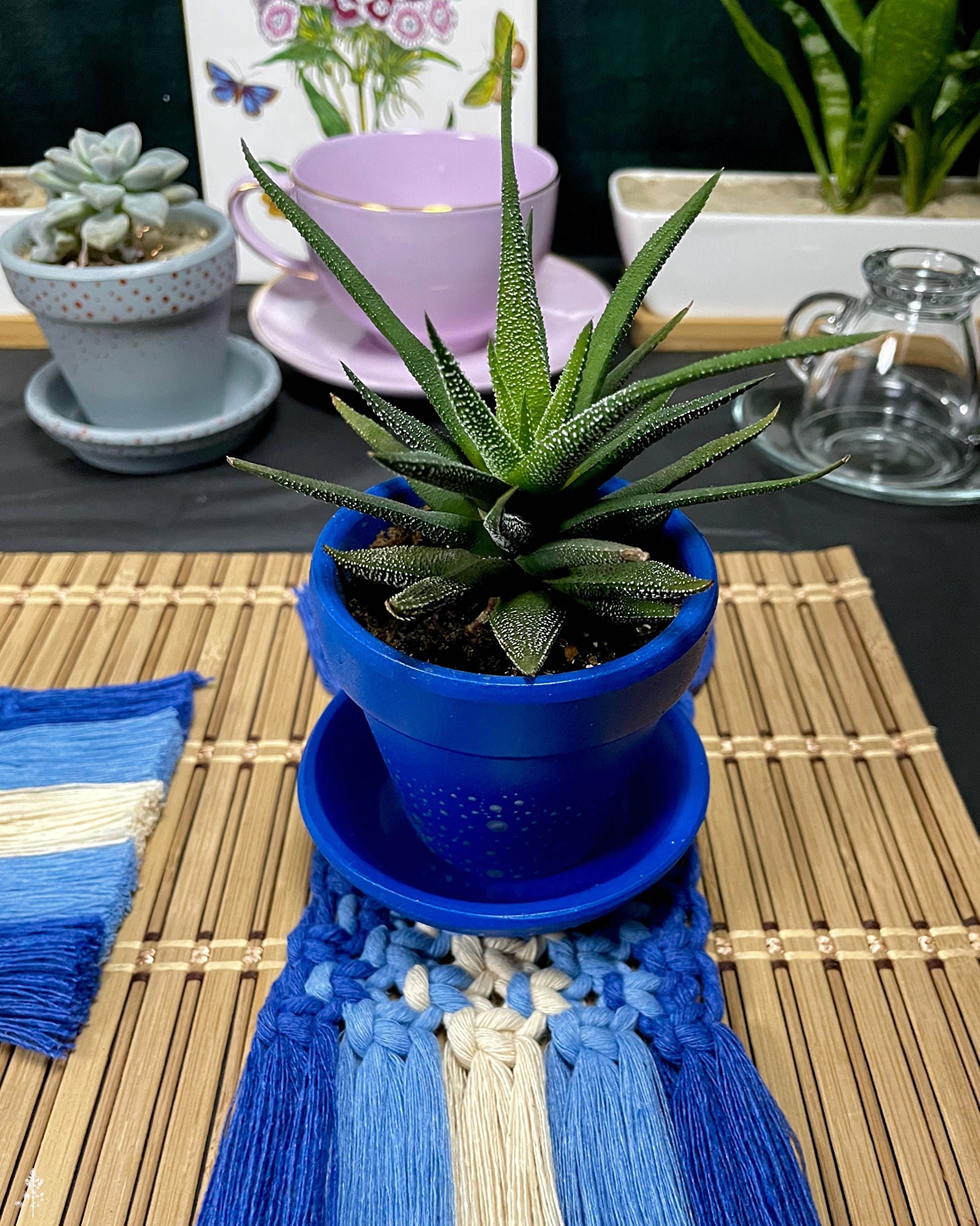 Potted plant on a table with a blue decorative coaster
