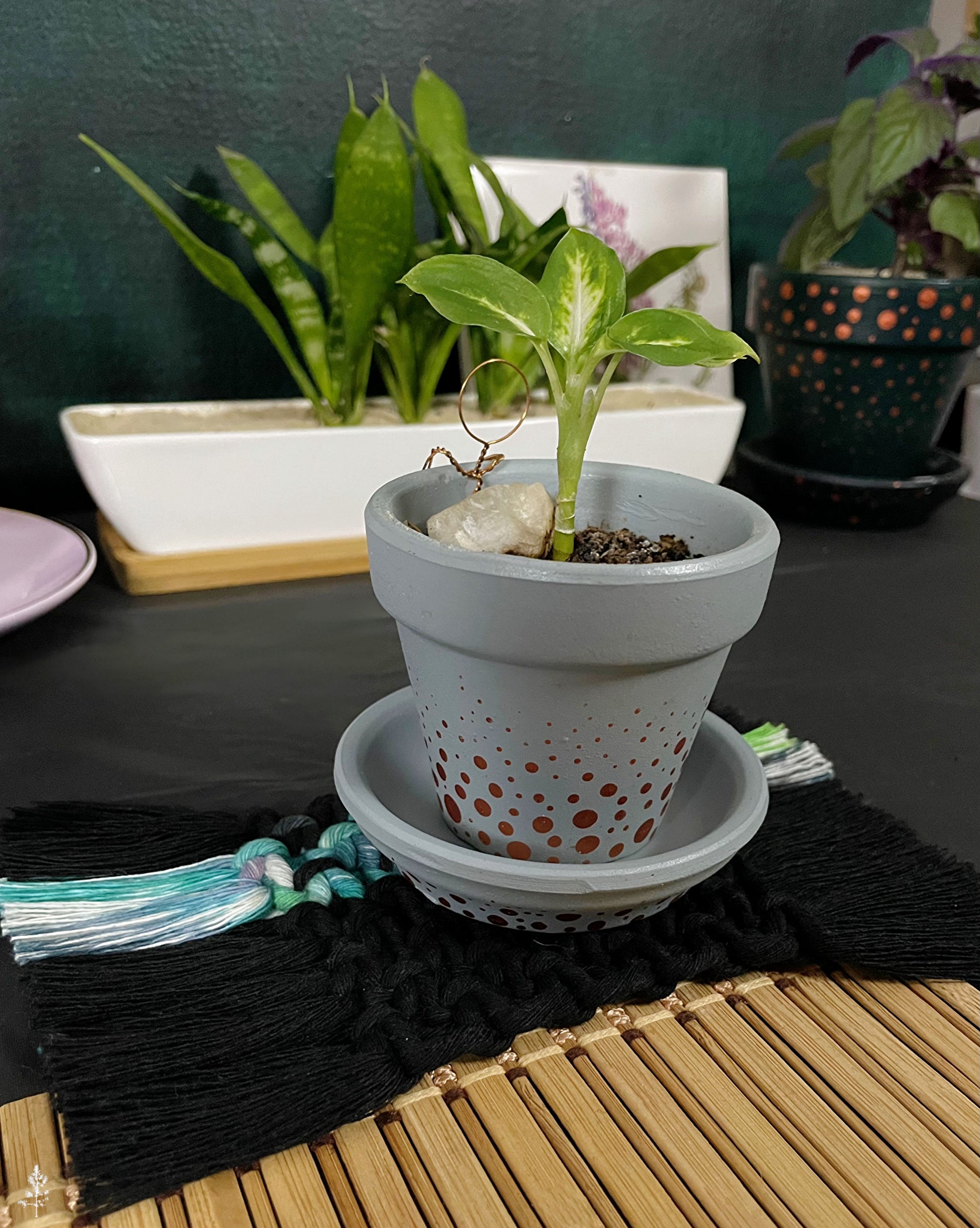 Small potted plant with a decorative pot on a black macrame coaster on a table with other plants in the background.